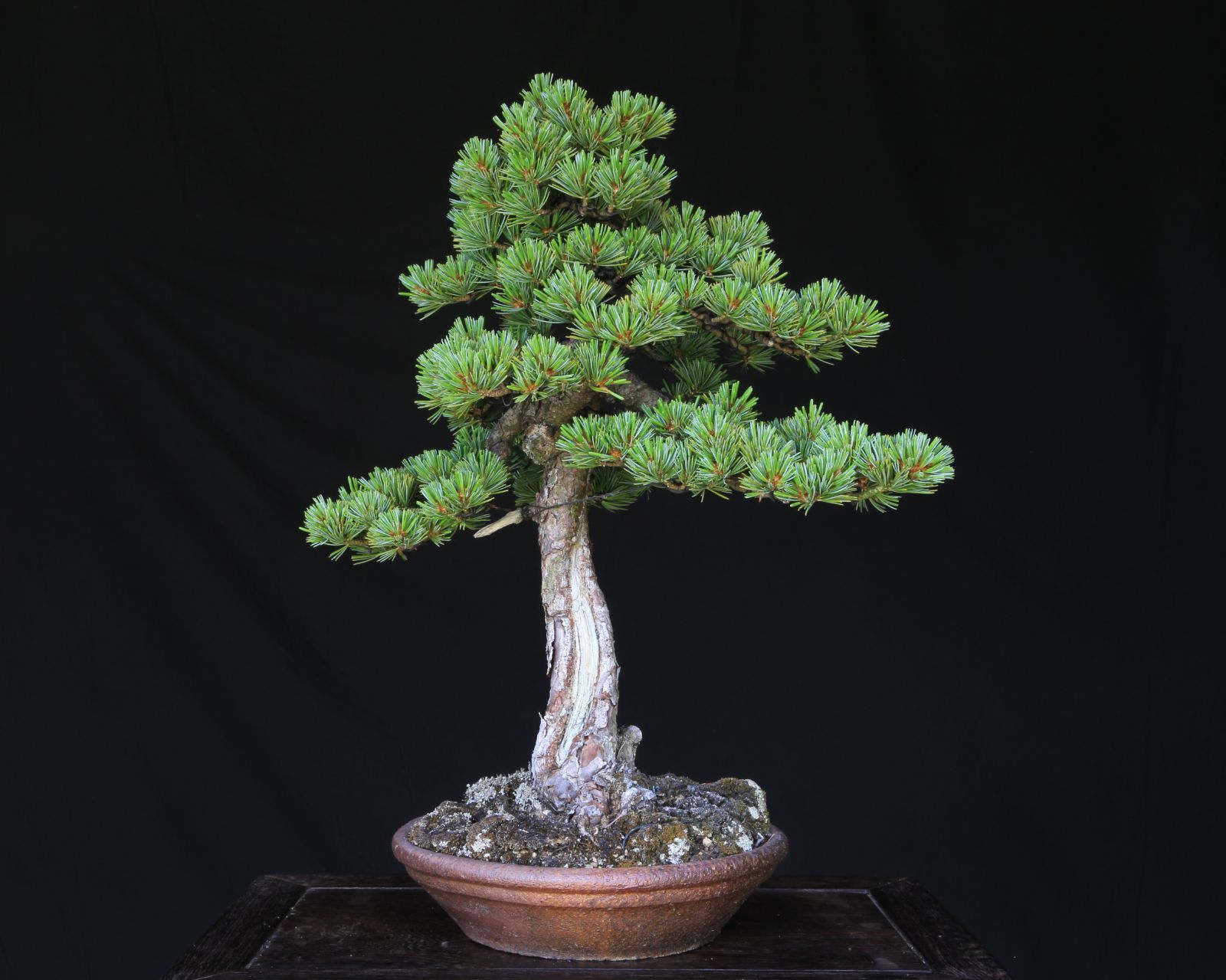 五葉松 銀性 八房性 山木 山採り 古木 懸崖 半懸崖 幹極太 山