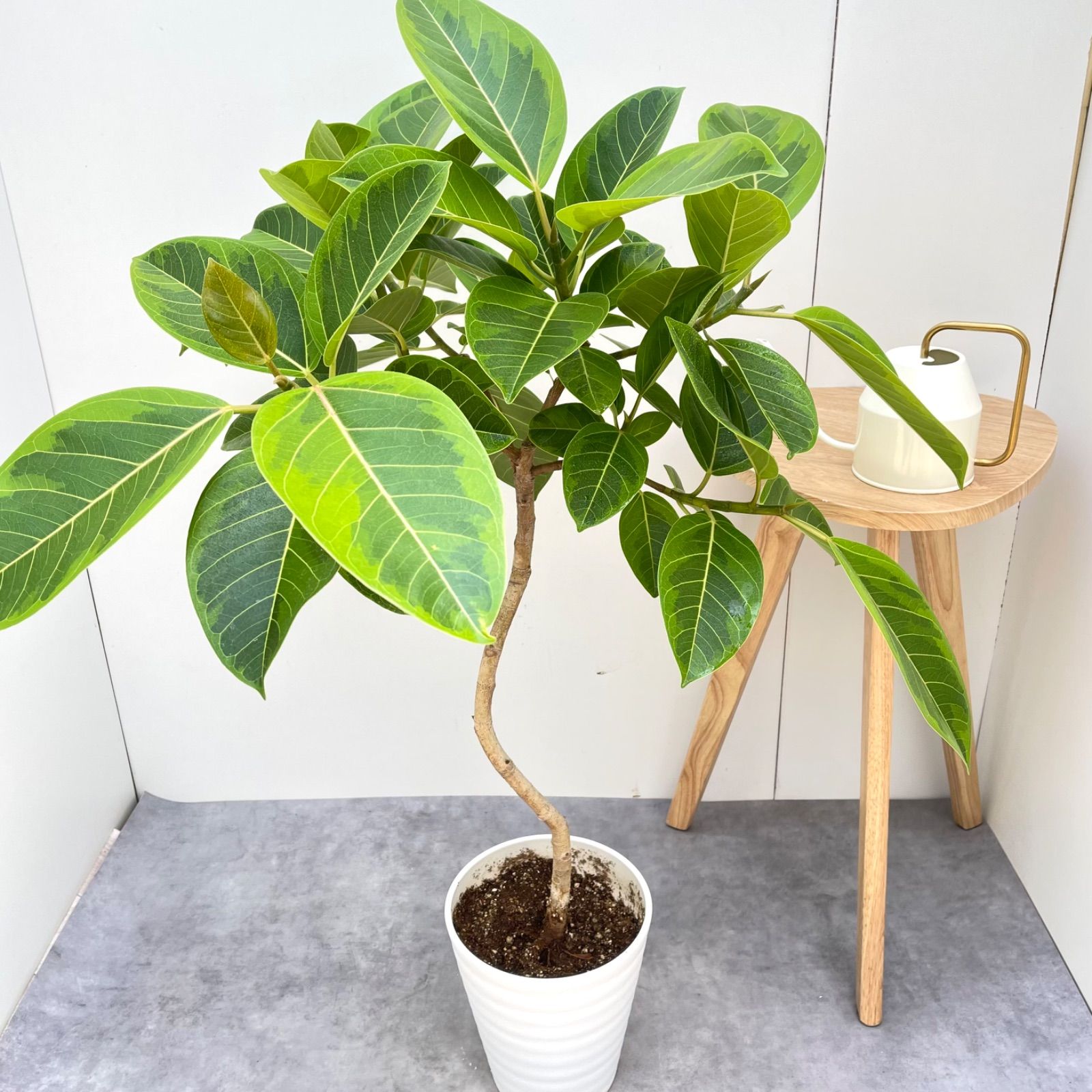フィカス アルテシマ 曲がり 2 現品 観葉植物 室内