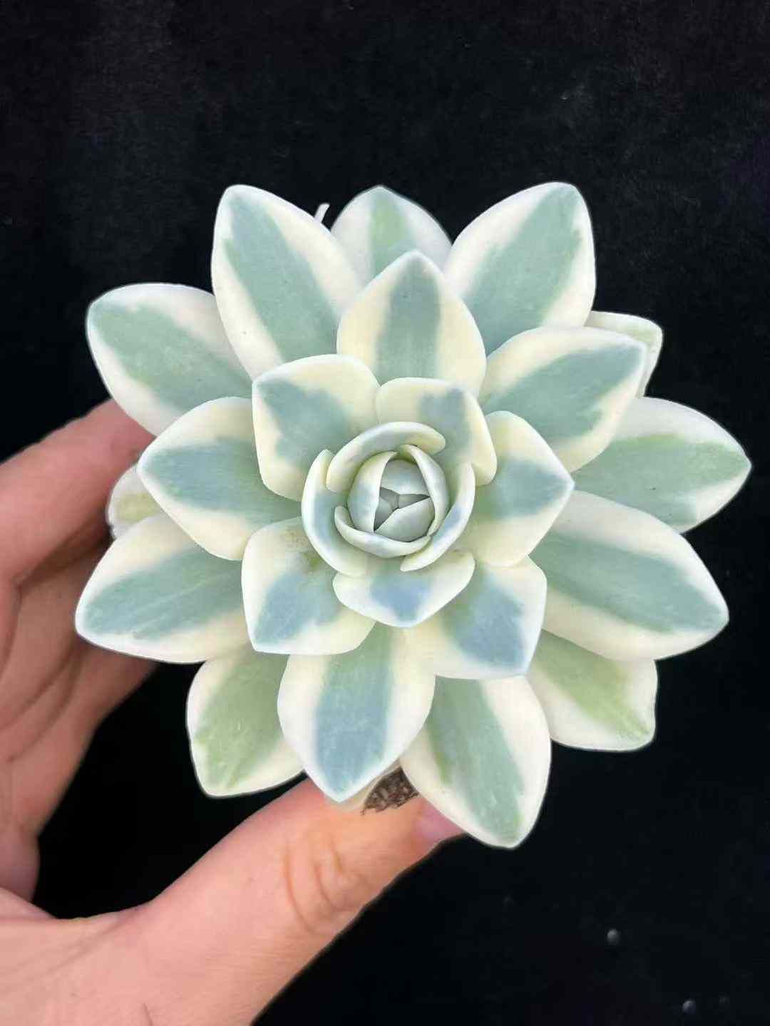 a*s様 B1505-4×15苗 ギョクシキキン アエオニウム 抜き苗 多肉植物 a*s様 B1505-4×15苗 ギョクシキキン アエオニウム 抜き苗 多肉植物