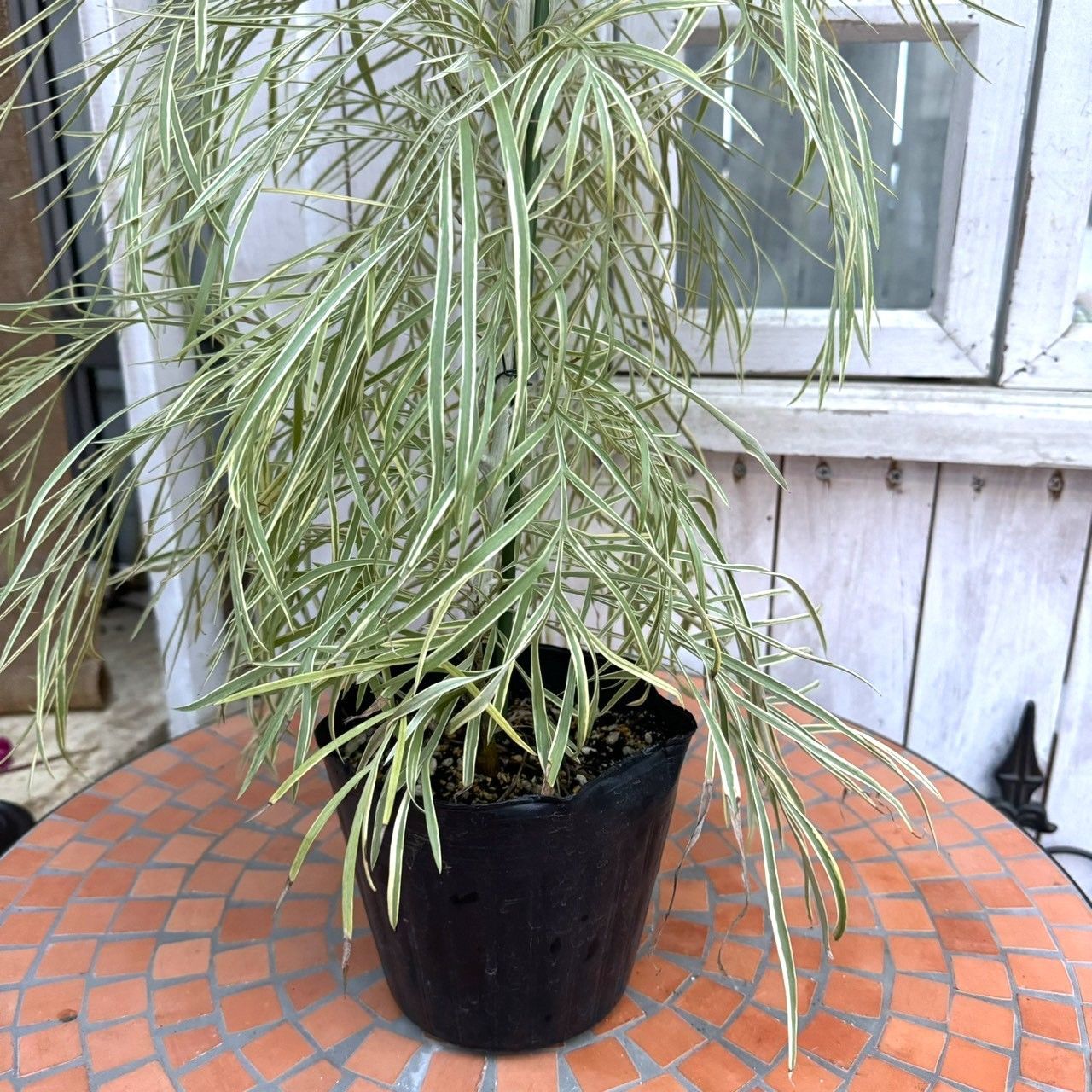 超希少】グレビレア ハニーワンダー オージープランツ 常緑樹 シンボル