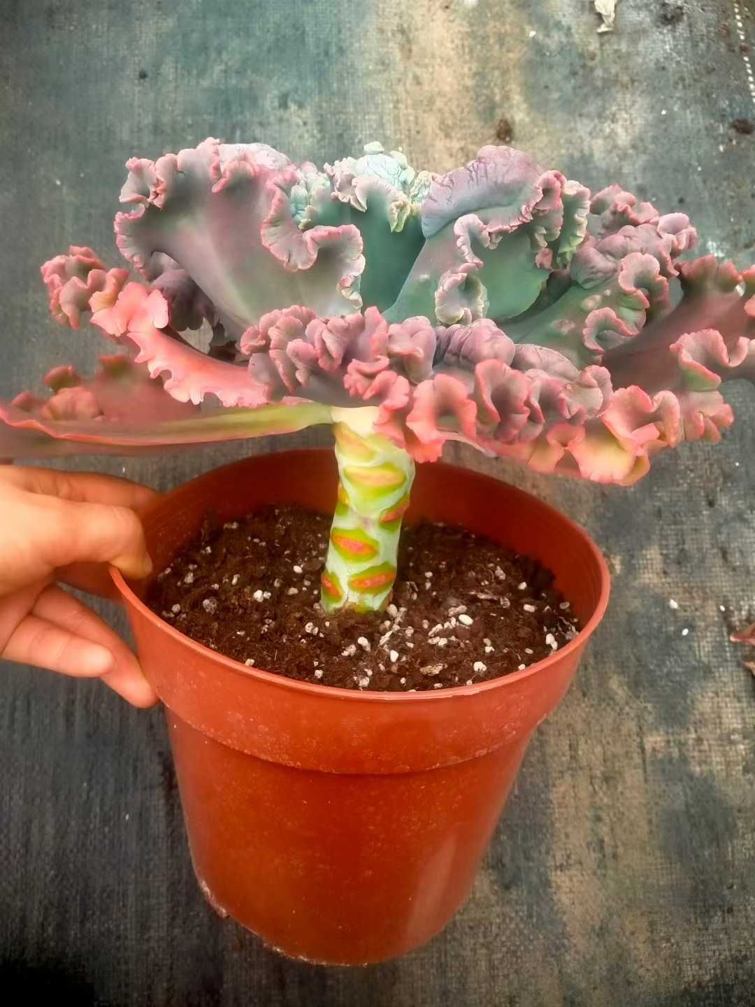 新発売 8株セット エケベリア・バロンボールド（レッド） 抜き苗 多肉