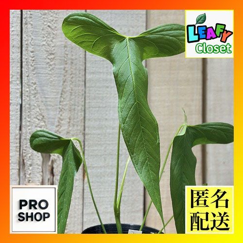 うたプリ 映画 スタツア 特典 11週目 コマフィルム レン スター