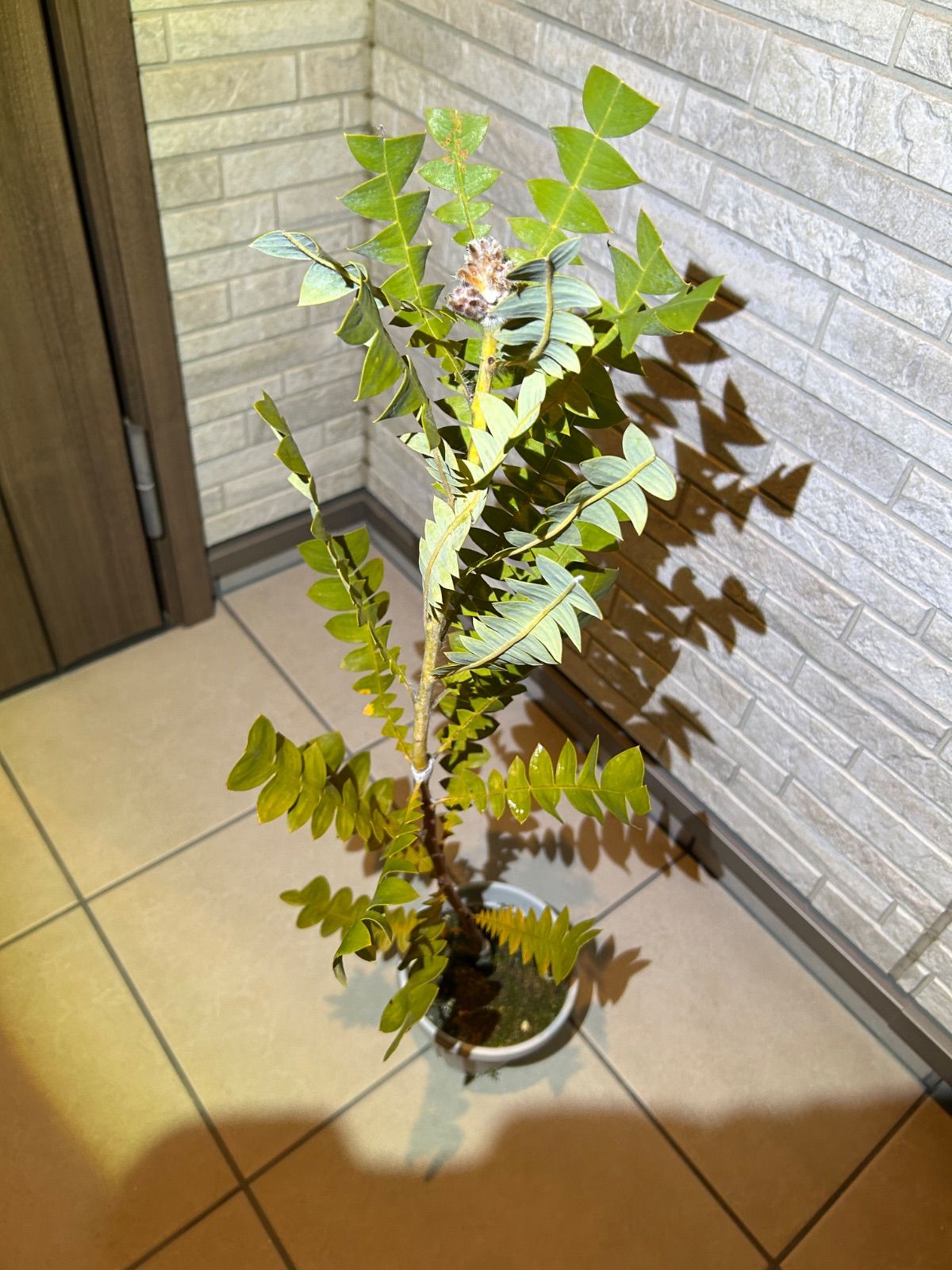 Banksia