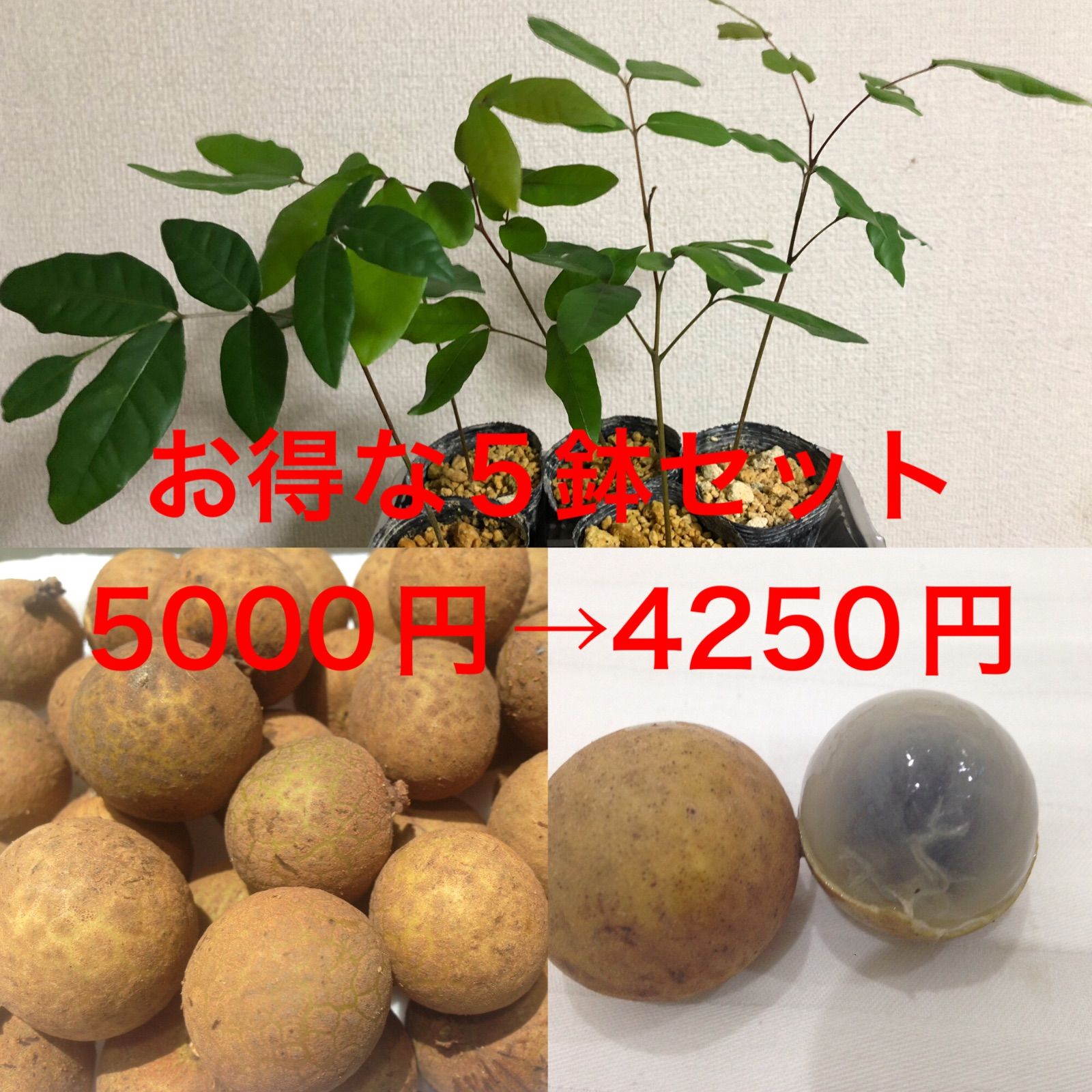 リュウガン苗 - 植物/観葉植物