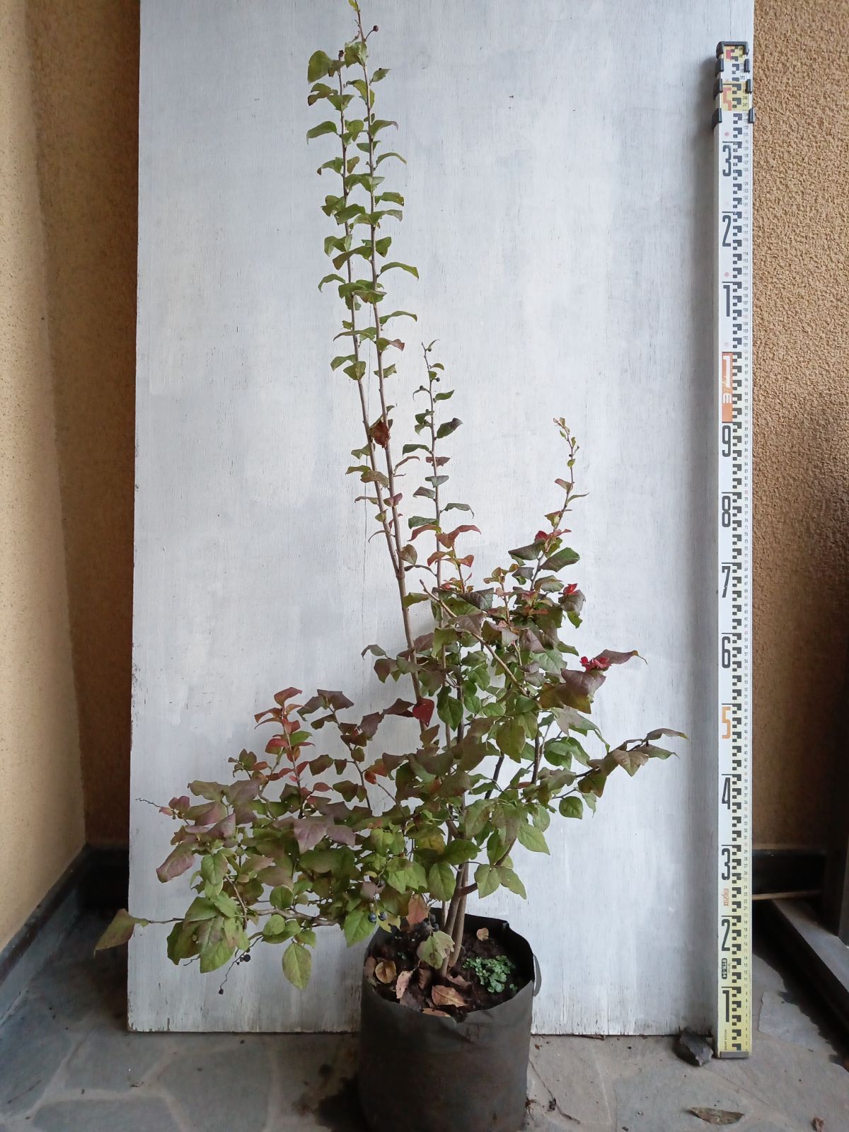 ナツハゼ 株立ち 288 まつさん専用 ナツハゼ 株立ち 288 まつさん専用