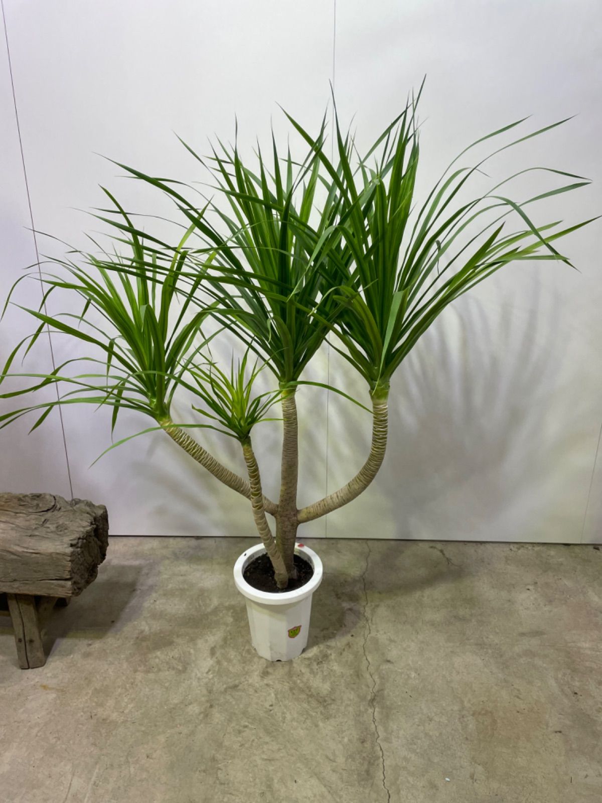 ドラセナ カンボジアーナ 8寸 引き取り限定 仕事運 運気 向上 新築祝い 観葉植物 母の日 プレゼント 贈り物 インテリア グリーン 幸福の木 花言葉