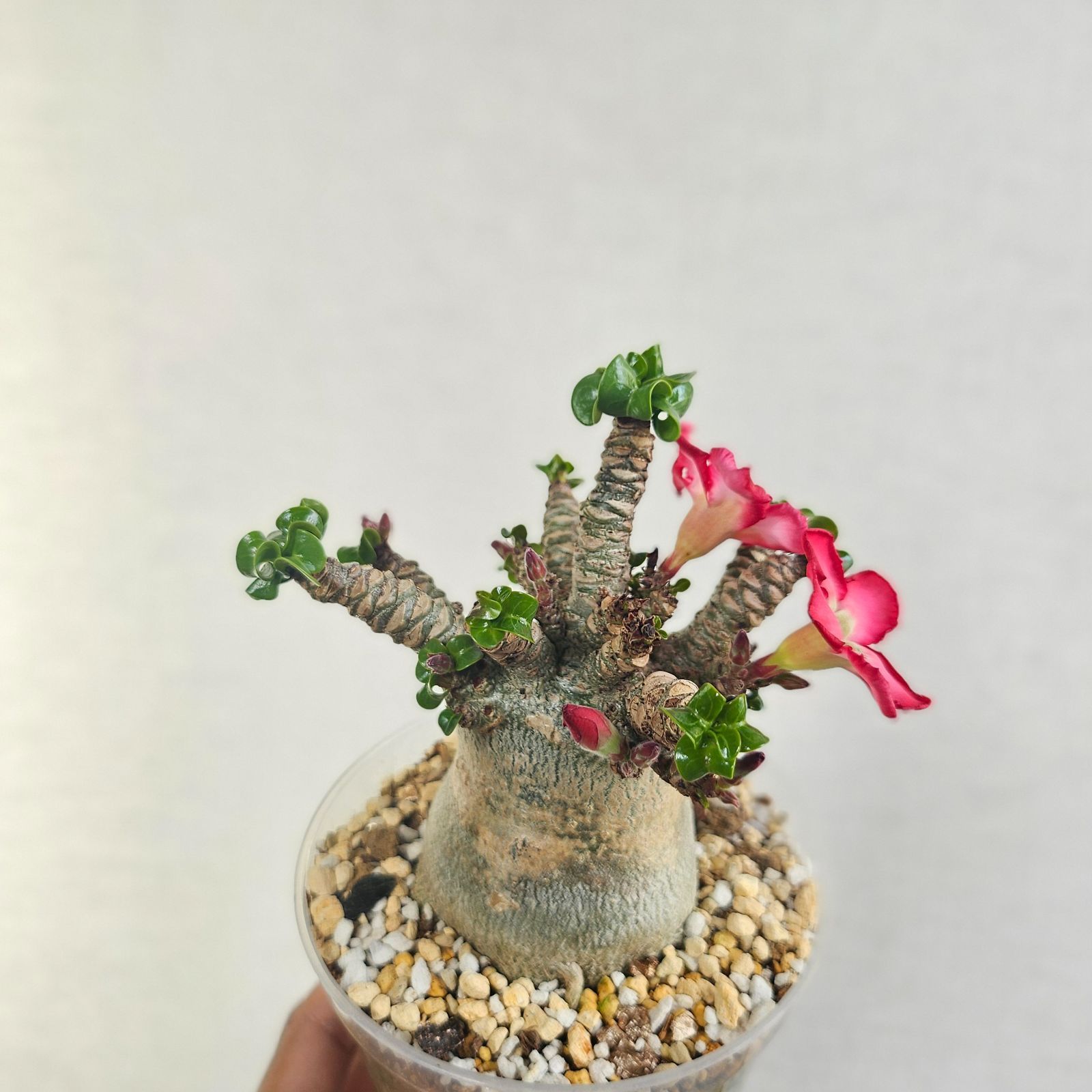 ②《 Adenium Arabicum D.H.A》アデニウム アラビカム 獅子葉