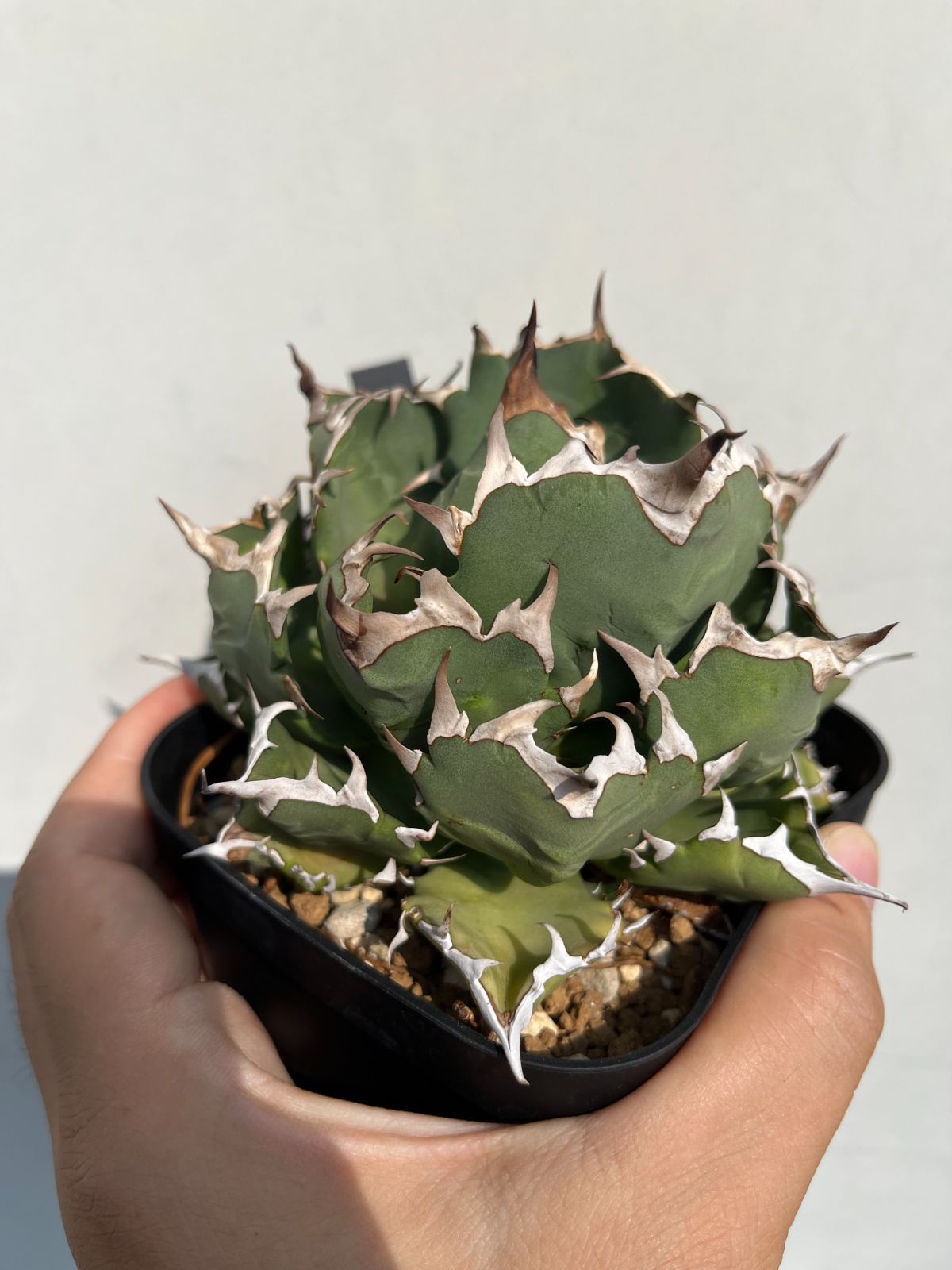 多肉植物　アガベ チタノタ ハデス コレクション株　特選　台湾株 ドラゴンアガベ 多肉植物 アガベ チタノタ ハデス コレクション株 特選 台湾株