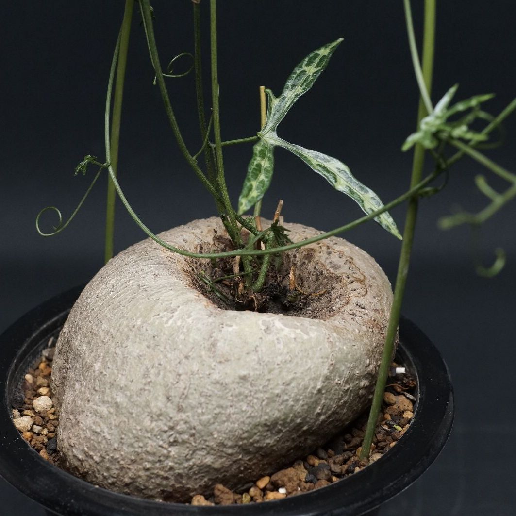 Adenia kirkii