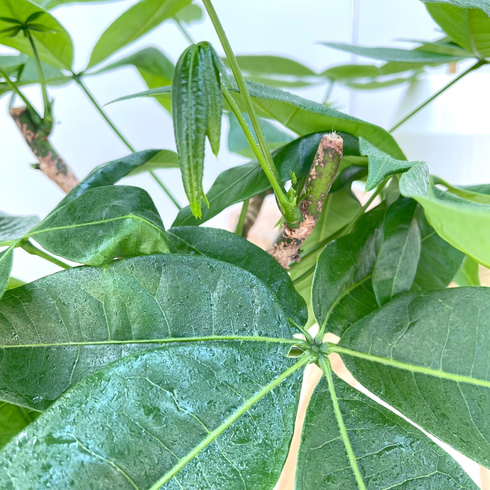 観葉植物 室内