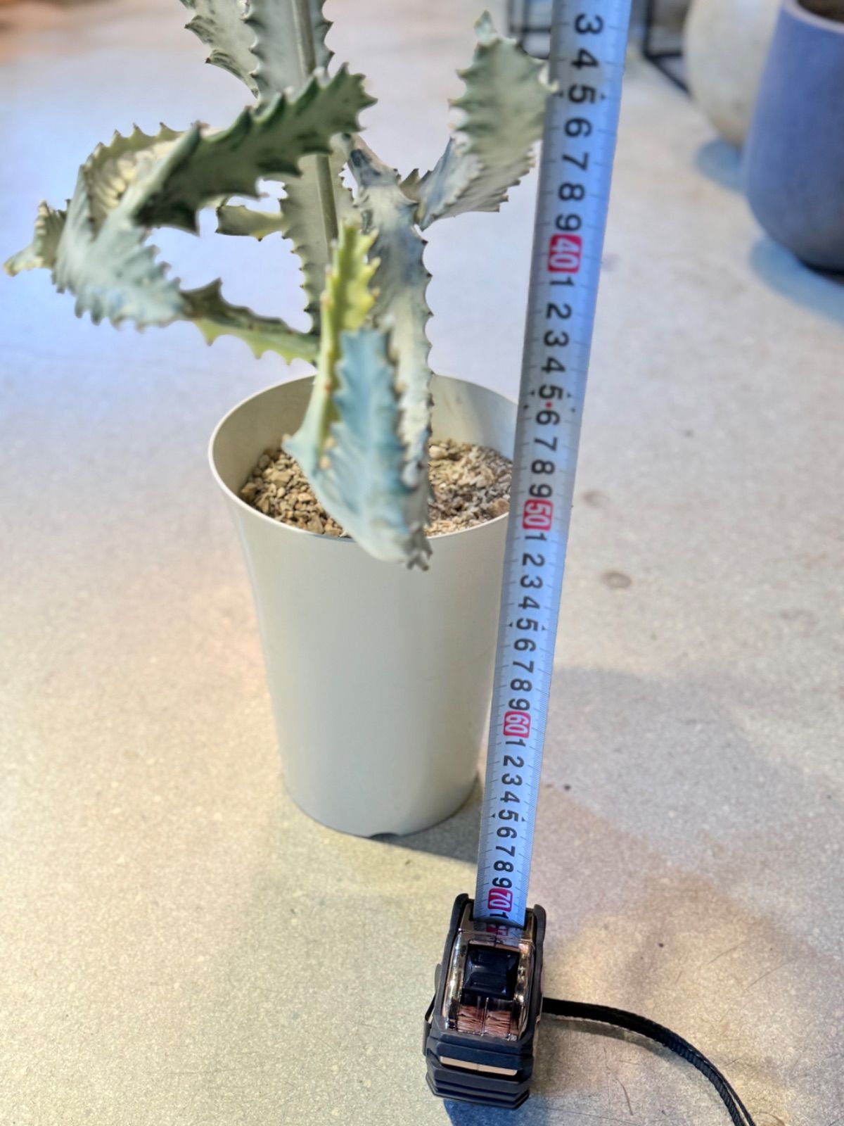 人気 ユーフォルビア ホワイトゴースト YUZUMIYA_COM