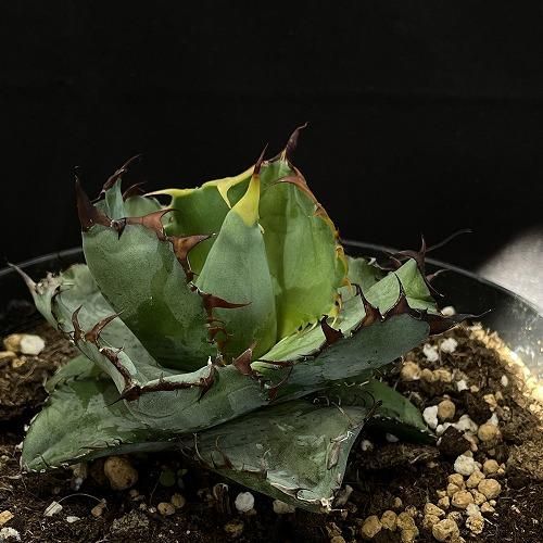 アガベ チタノタ ブラック＆ブルー(ブラックアンドブルー) 5号