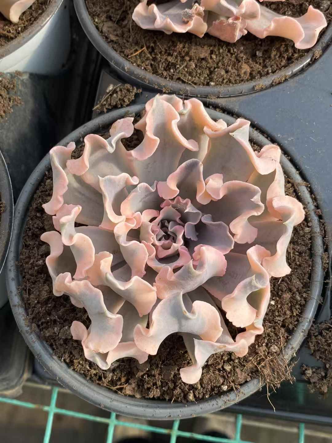 駒*子様 B5003-5　ブルミニマ錦　35株　抜き苗　多肉植物 エケベリア 韓 楽天市場】【当店農場生産】○多肉植物 エケベリア ブルーミニマ