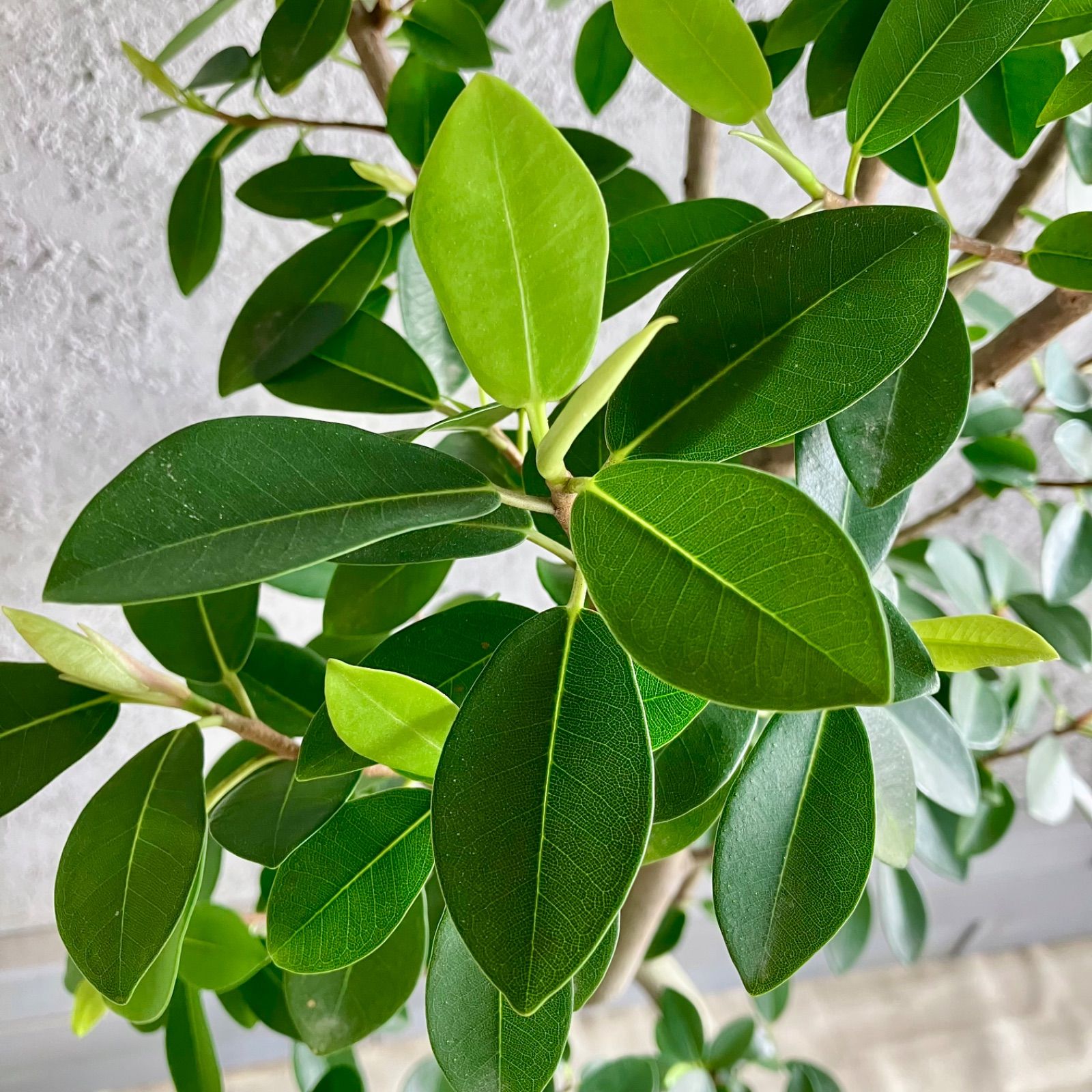 フィカスバーガンディ⭐️朴タイプ⭐️黒艶 観葉植物 黒ゴムの木