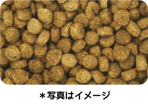 アダルト～シニア