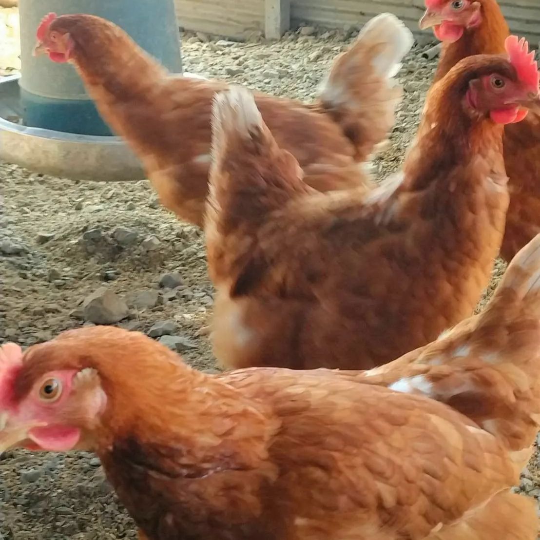 平飼い卵　10個入り8パック　国産もみじの卵　新鮮　産みたて 平飼い卵 10個入り8パック 国産もみじの卵 新鮮 常温発送 - メルカリ