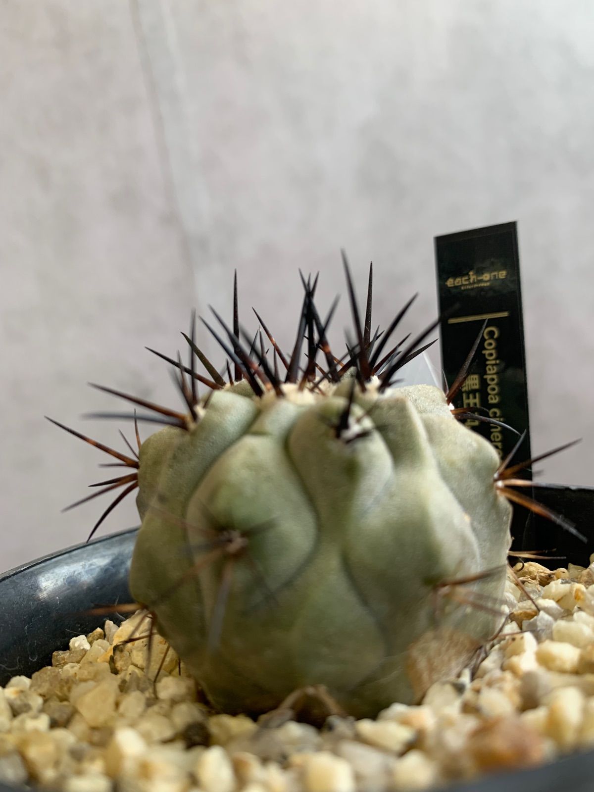 コピアポア 黒王丸 サボテン シネレア 3号鉢 実生 サボテン 丸