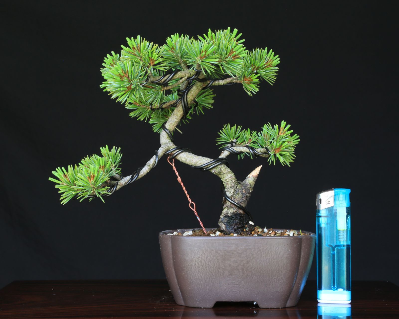 吾妻五葉松【大巓性】ダイテンショウ 【泰寿園 Online】現品 一点物 松