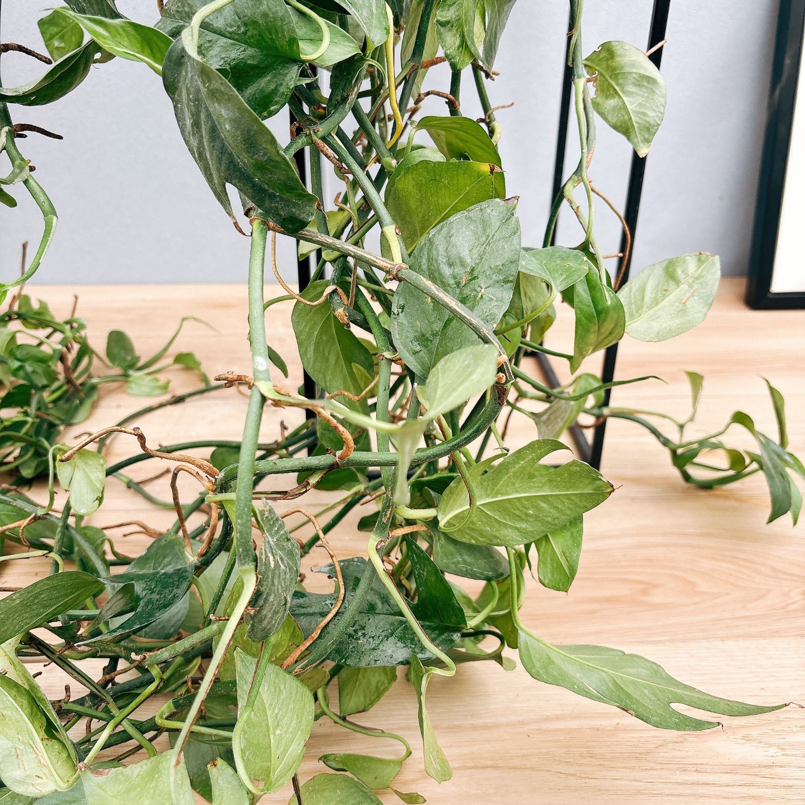 7号 観葉植物