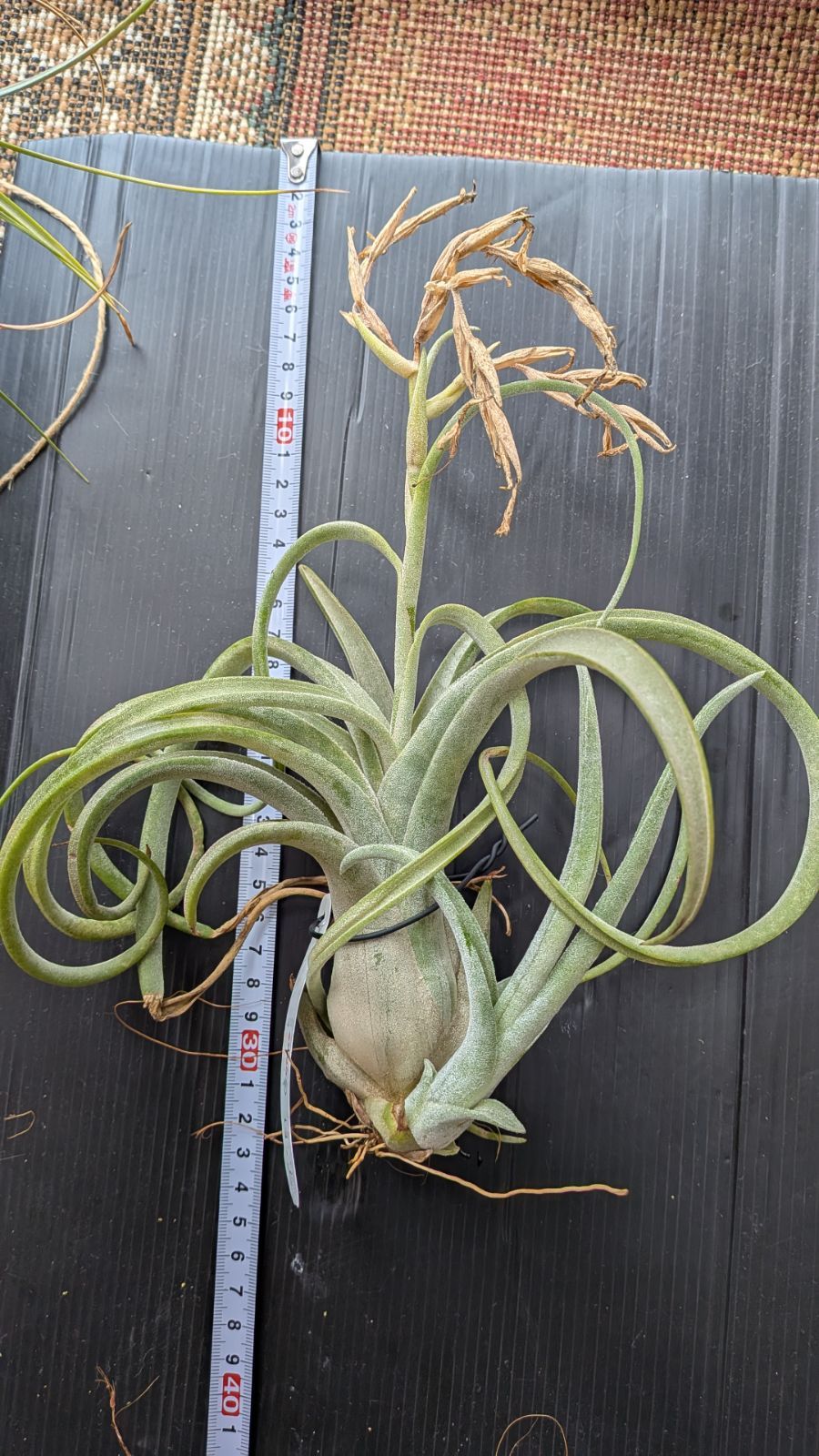 チランジア El Guapo 子株つき 開花苗 Frontier Plants】オンライン