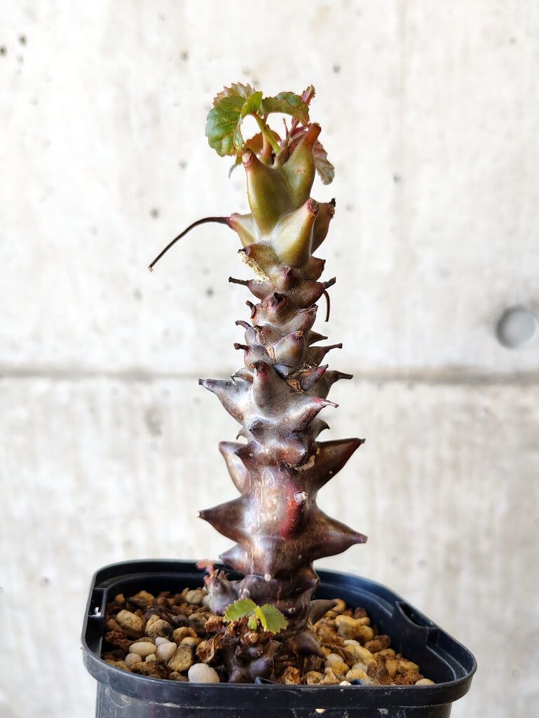 B349【最新到着】Ceraria ピグマエア（現地球・抜き苗）【塊根植物