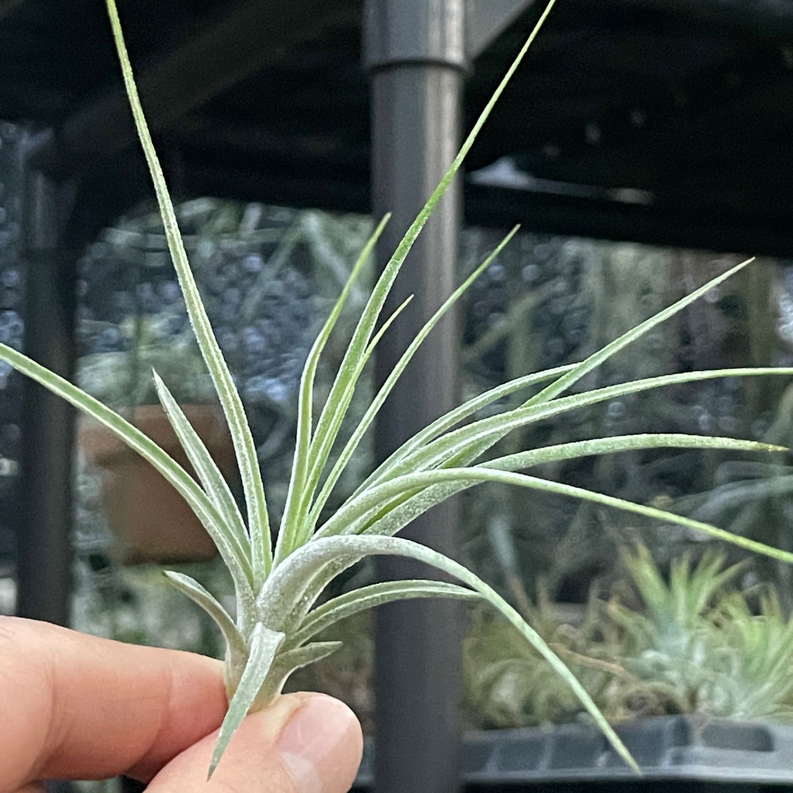 チランジア ラティフォリア リューコフィラ現品】チランジア・ラティ