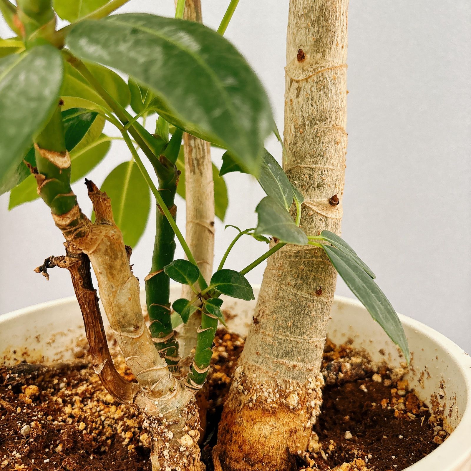 超大型 バッサイア 超大型鉢付 高級観葉植物 - 植物/観葉植物