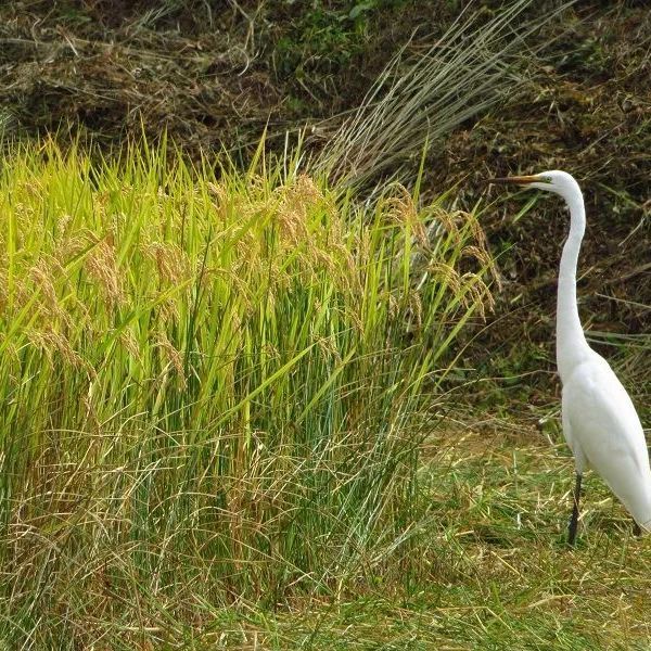 美味しいお米♡のライセンスシール付き♡完全無農薬白米2kg【長野県産