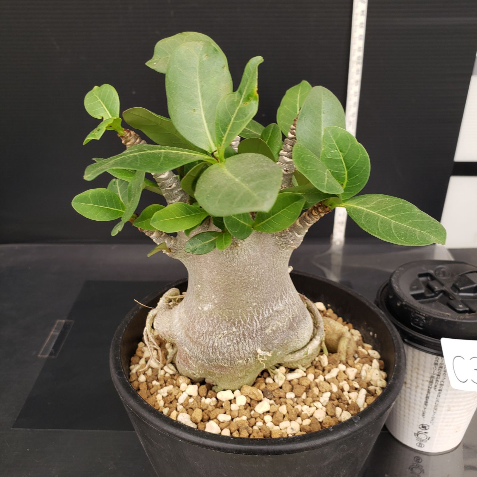 X416【新入荷！】アデニア キルキー（発根株・鉢植え）【塊根
