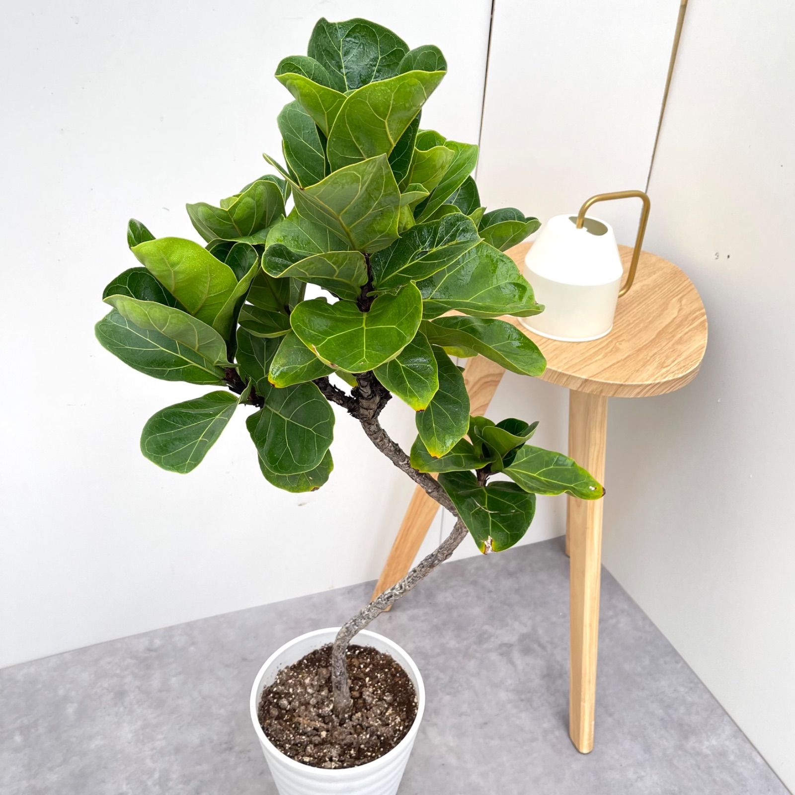 カシワバゴム バンビーノ 曲がり 3 現品 観葉植物 室内 7号