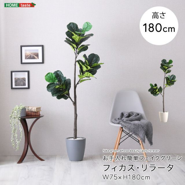 フィカス リラータ フェイクグリーン 高さ180cm 観葉植物 フェイク 大型 人工観葉植物 鉢植え 水やり不要 枯れない グリーン インテリア おしゃれ 室内 人工植物 造花 リアル 作り物 木 樹 お手入れ簡単 カシワバゴムノキ 約 幅75×高さ180c