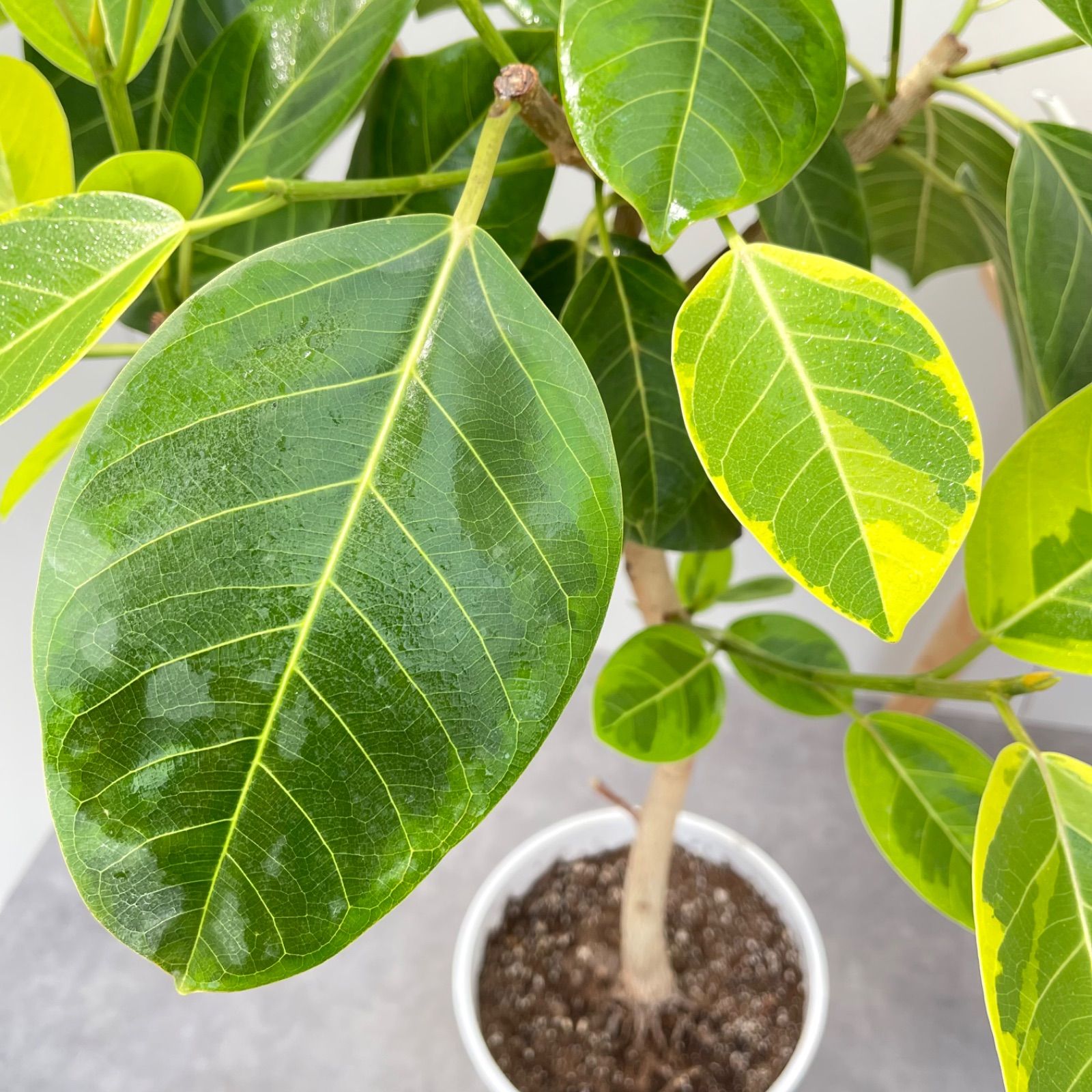 フィカス アルテシマ 曲がり 2 フィカス・アルテシマ まがり XL #2