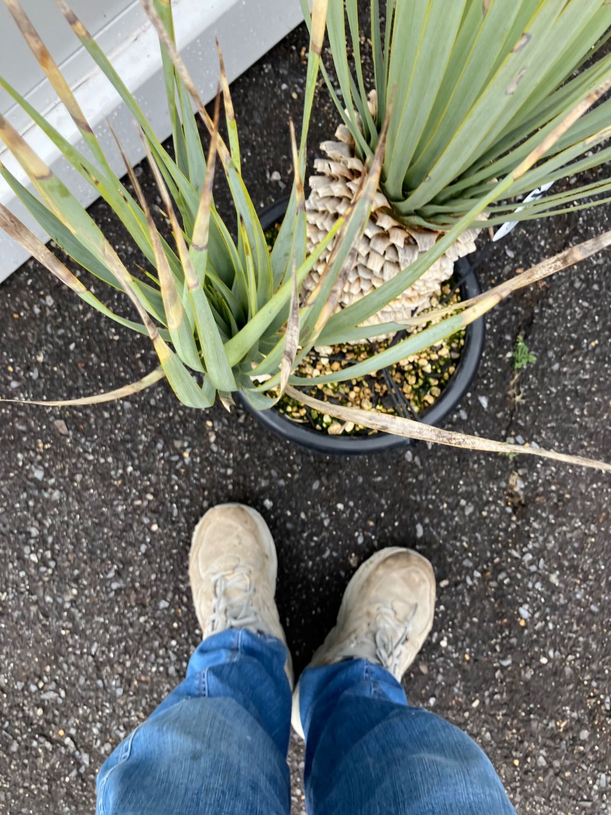 ユッカ マルデヌベス 分頭 マルデヌベスver.リギダ 分頭