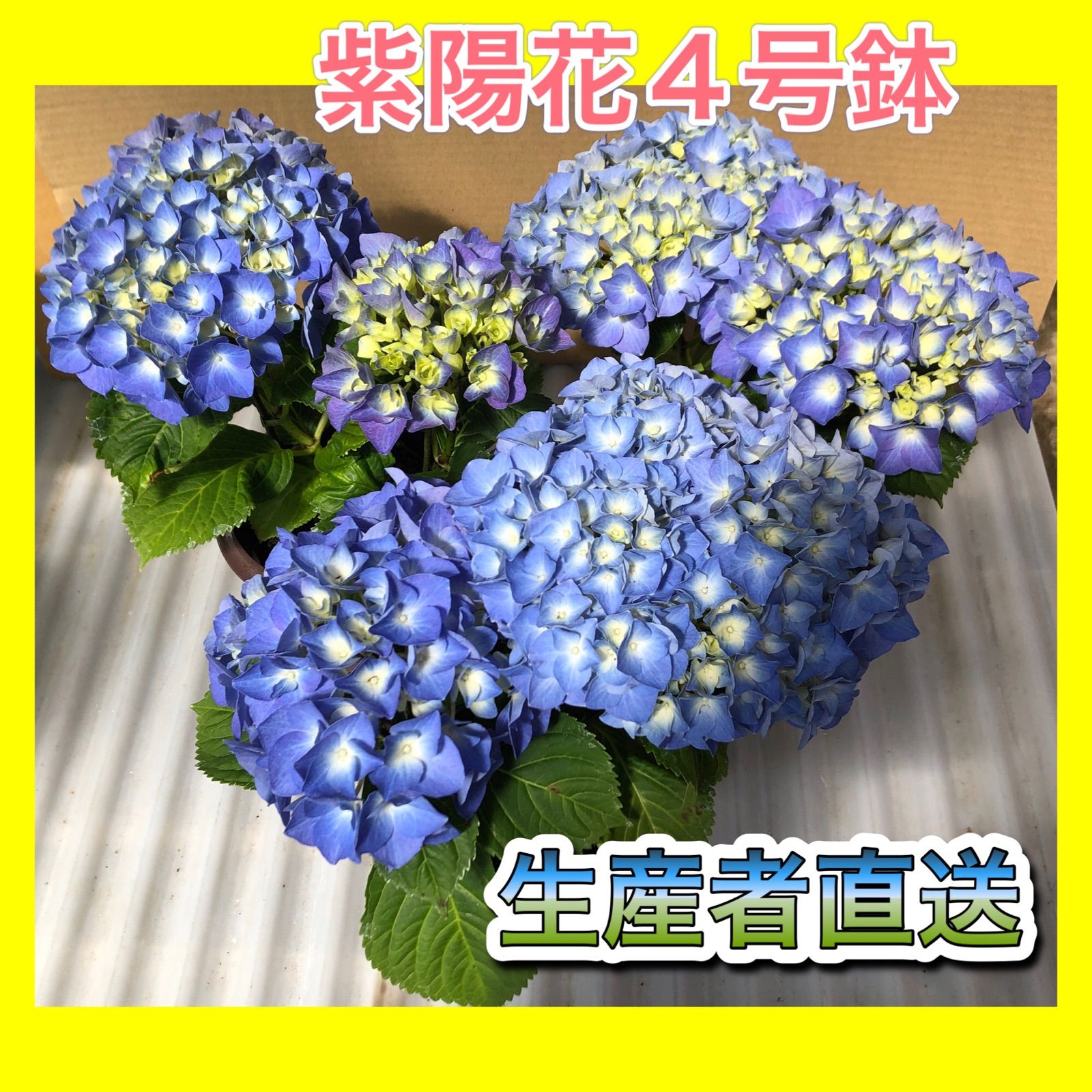 アジサイ ブルー 4号鉢 2輪3鉢セット☆生産者直送☆ - メルカリ