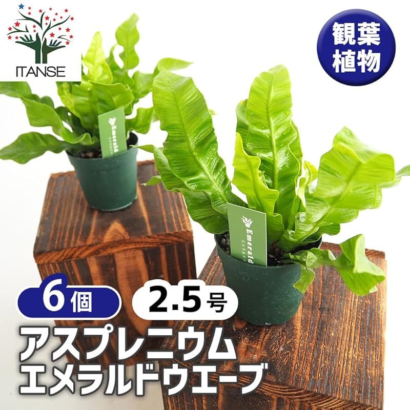 ITANSE アスプレニウム タニワタリ エメラルドウェーブ 2.5号 6個セット 観葉植物 学名 Asplenium nidus L.emerald タイプ チャセンシダ科 非耐寒性多年草 クリスピーウェーブ crispyWave 耐陰性