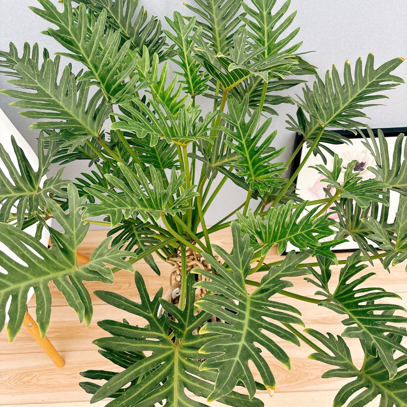 観葉植物
