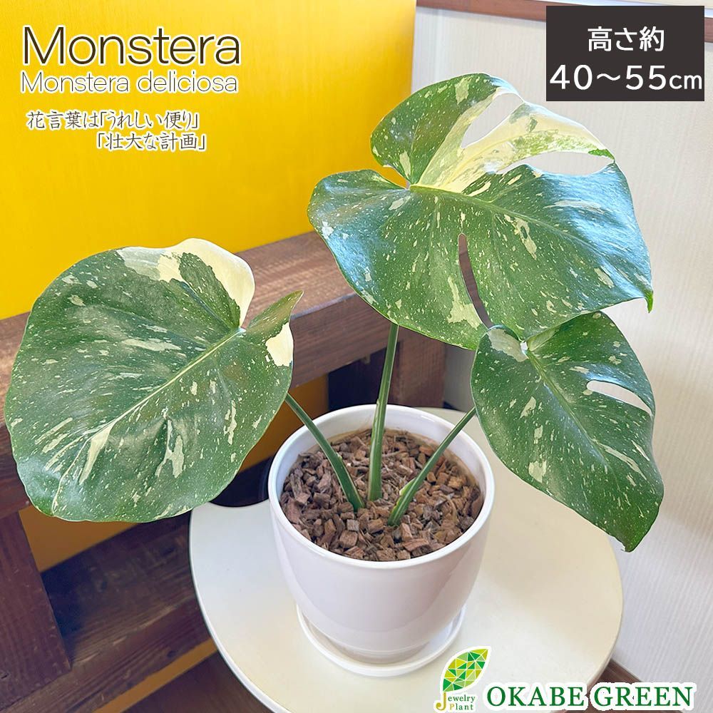 観葉植物 最高 【希少品種】 モンステラ デリシオーサ タイ