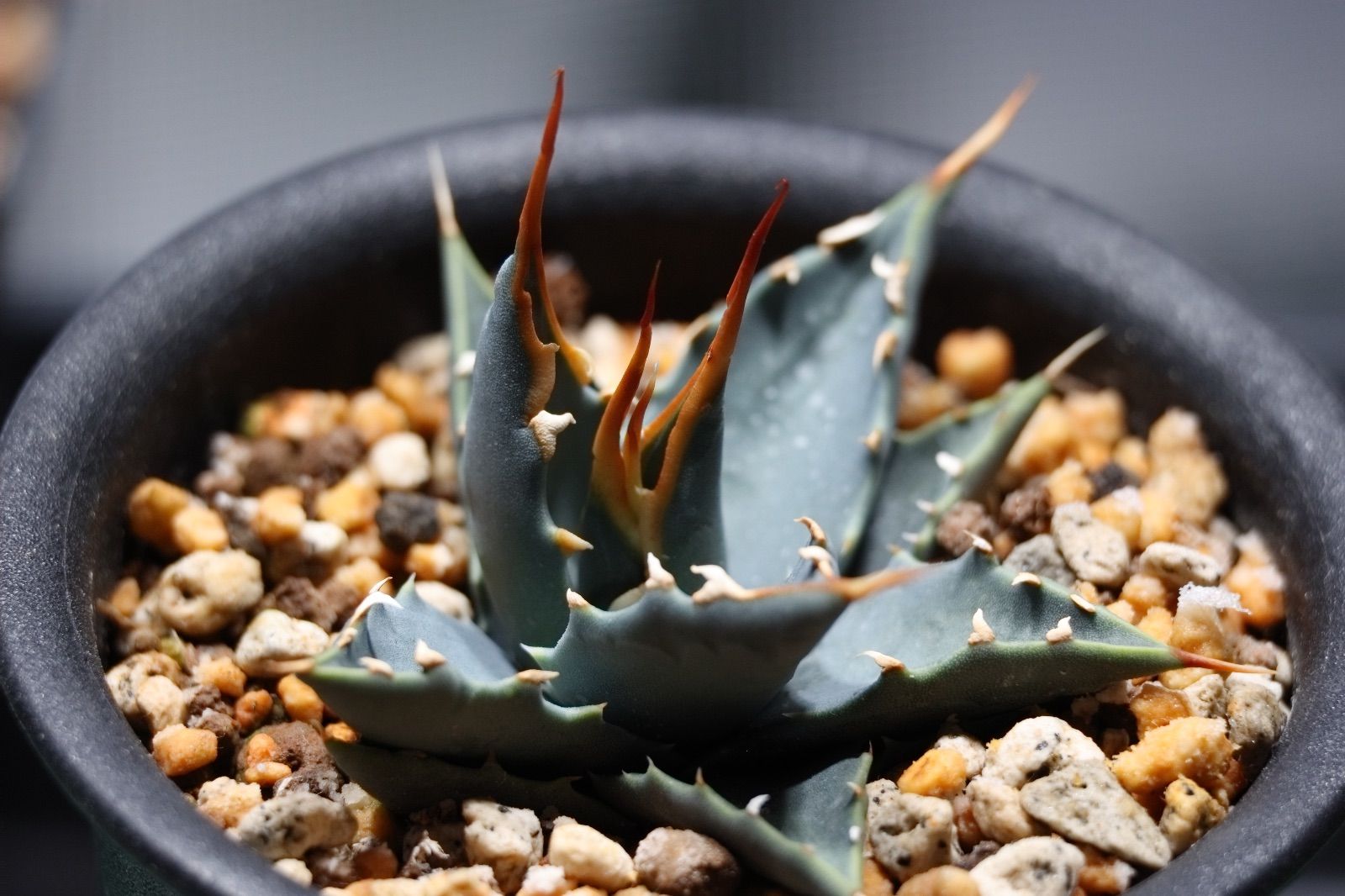 アガベ ユタエンシス エボリスピナ「コークスリュー」 実生株 #04