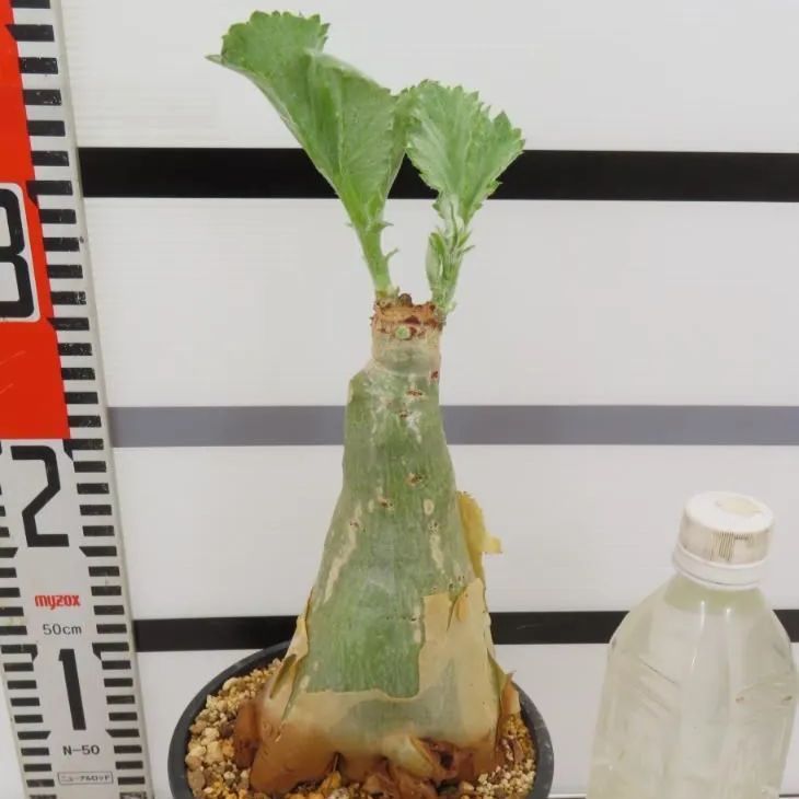 4129 「塊根植物」キフォステンマ セイチアナ 植え【発根・Cyphostemma 