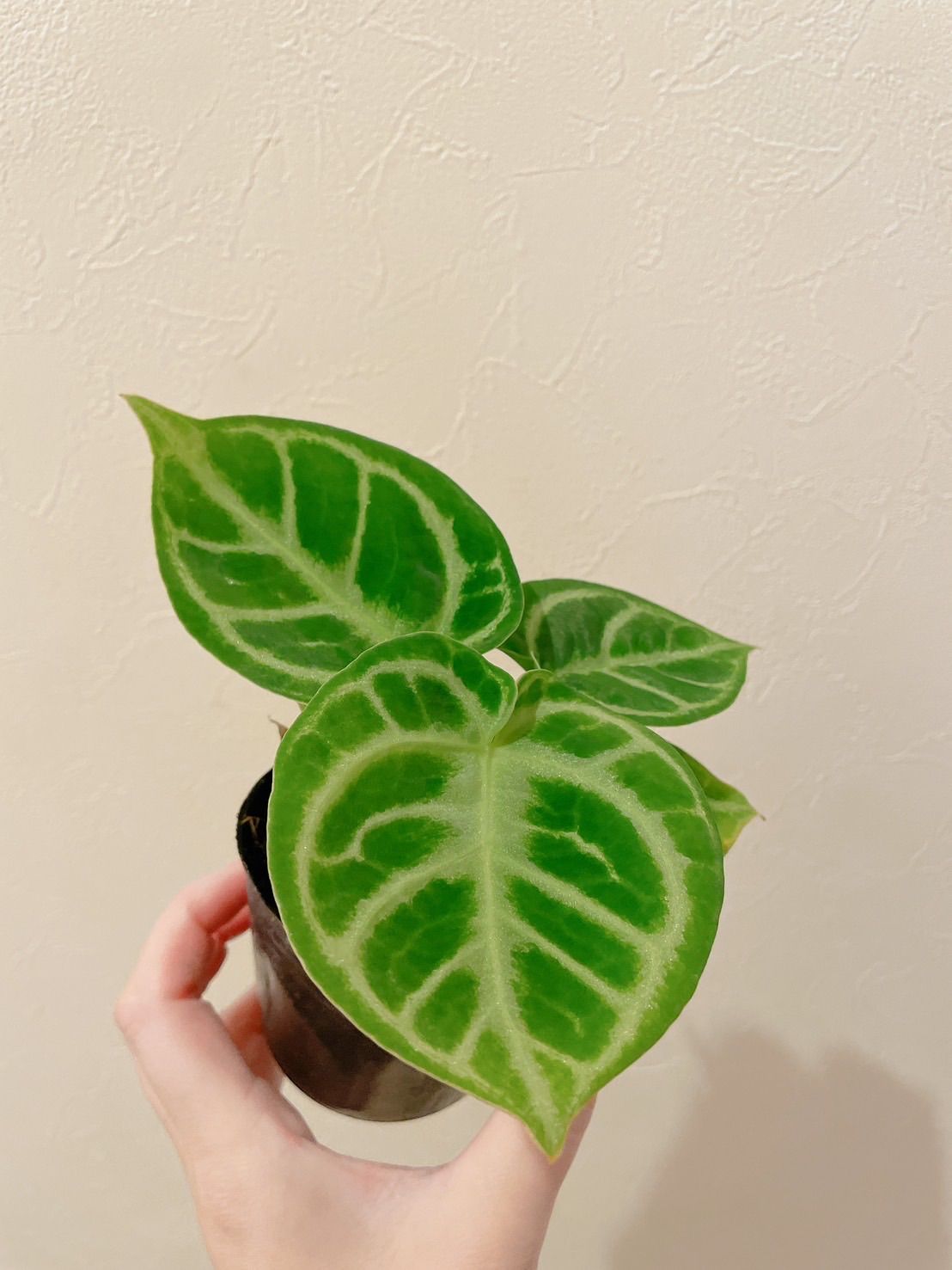 アンスリウム ドラヤキ 3号 アンスリウムドラヤキシルバー