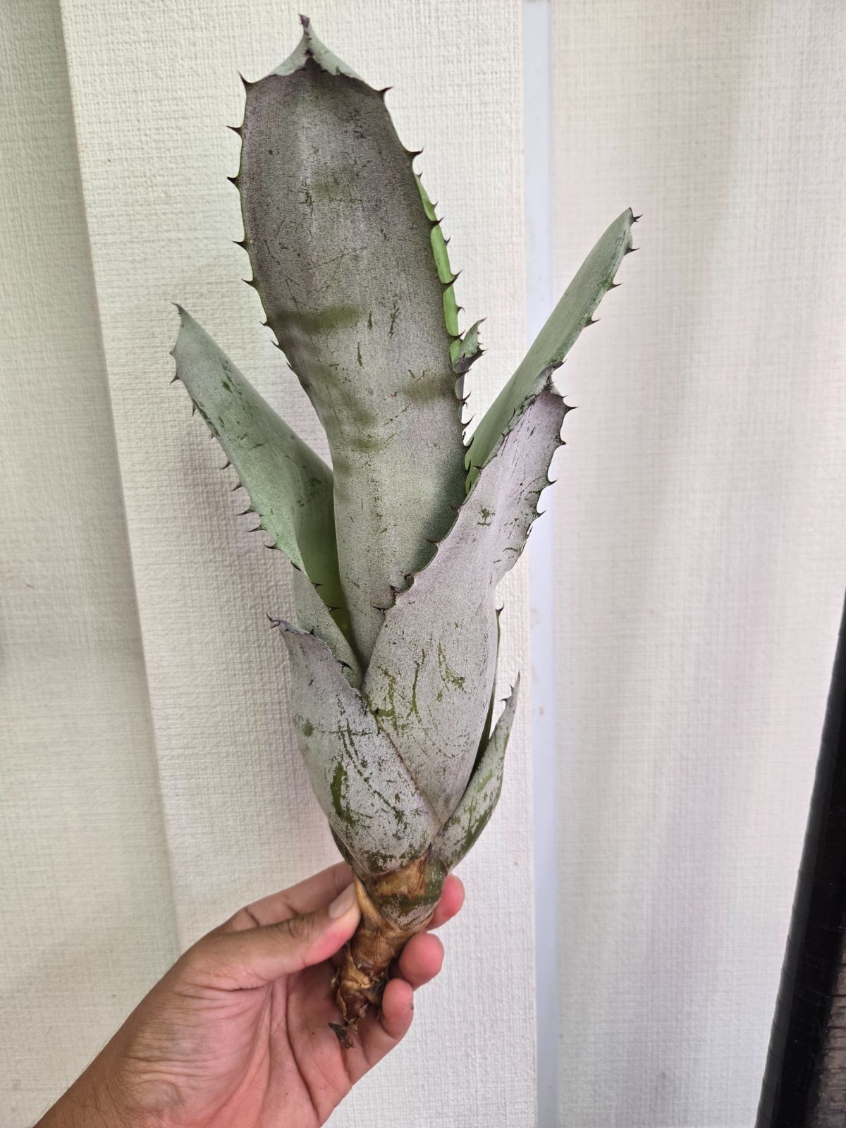 エクメア チャンティニーシルバートップ / ビルベルギア