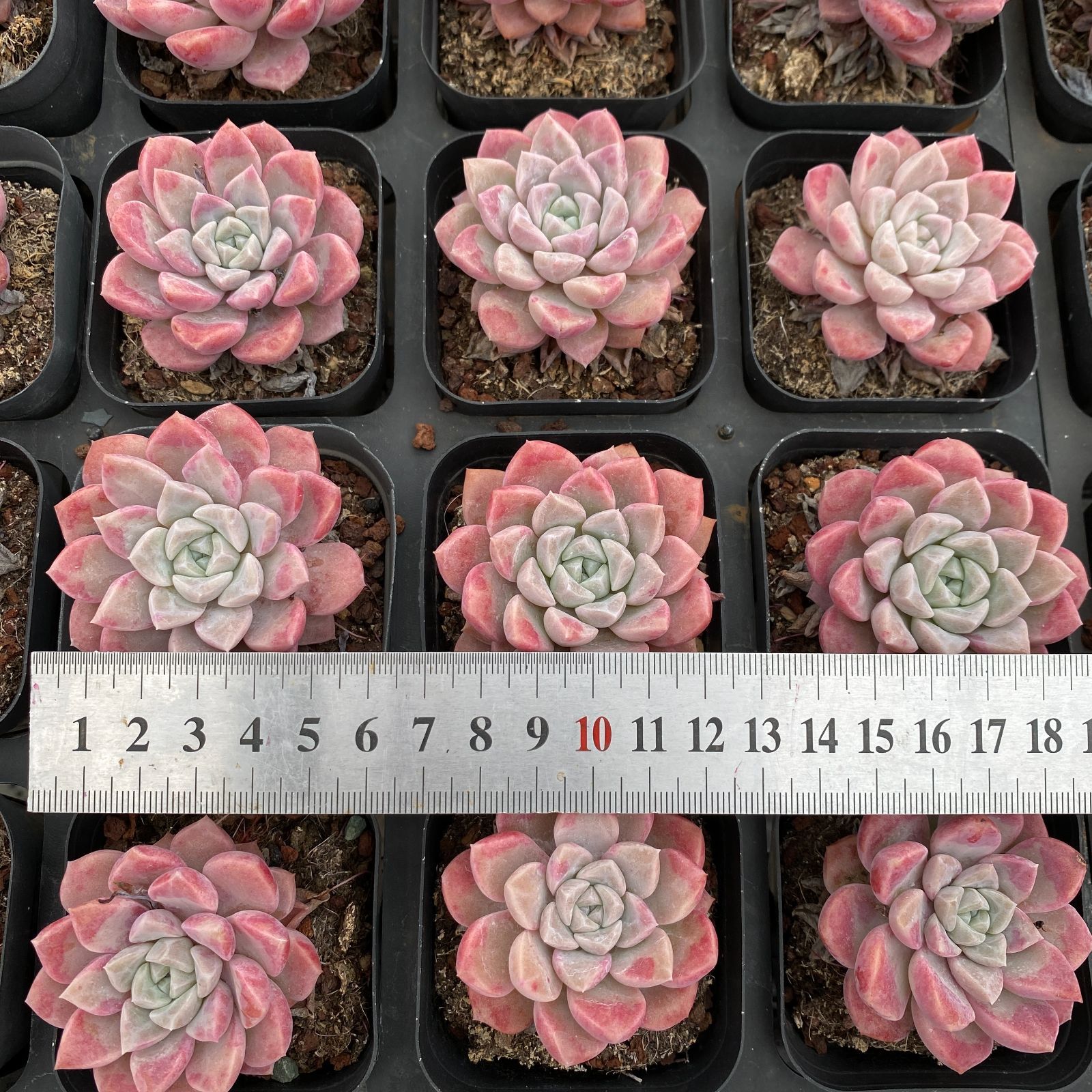 25#多肉植物アエオニウム❤️ ナガ女王 セッカ ❤️19cm拔き苗 セッカ 25#多肉植物アエオニウム❤️ ナガ女王 ❤️19cm拔き苗