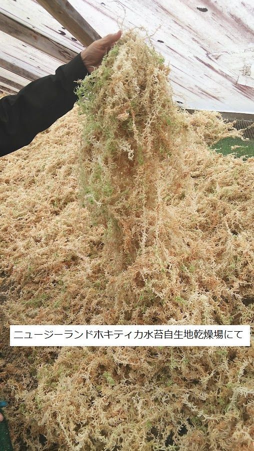 ニュージーランド産水苔 AAAAA