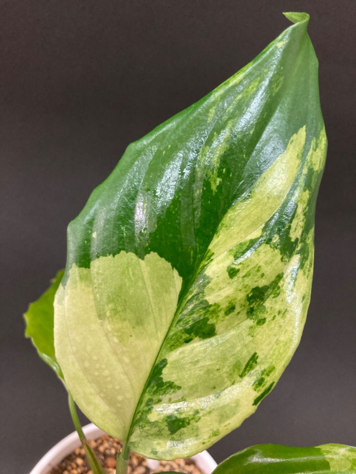 斑入り アグラオネマ ピクタム Aglaonema pictum variegata