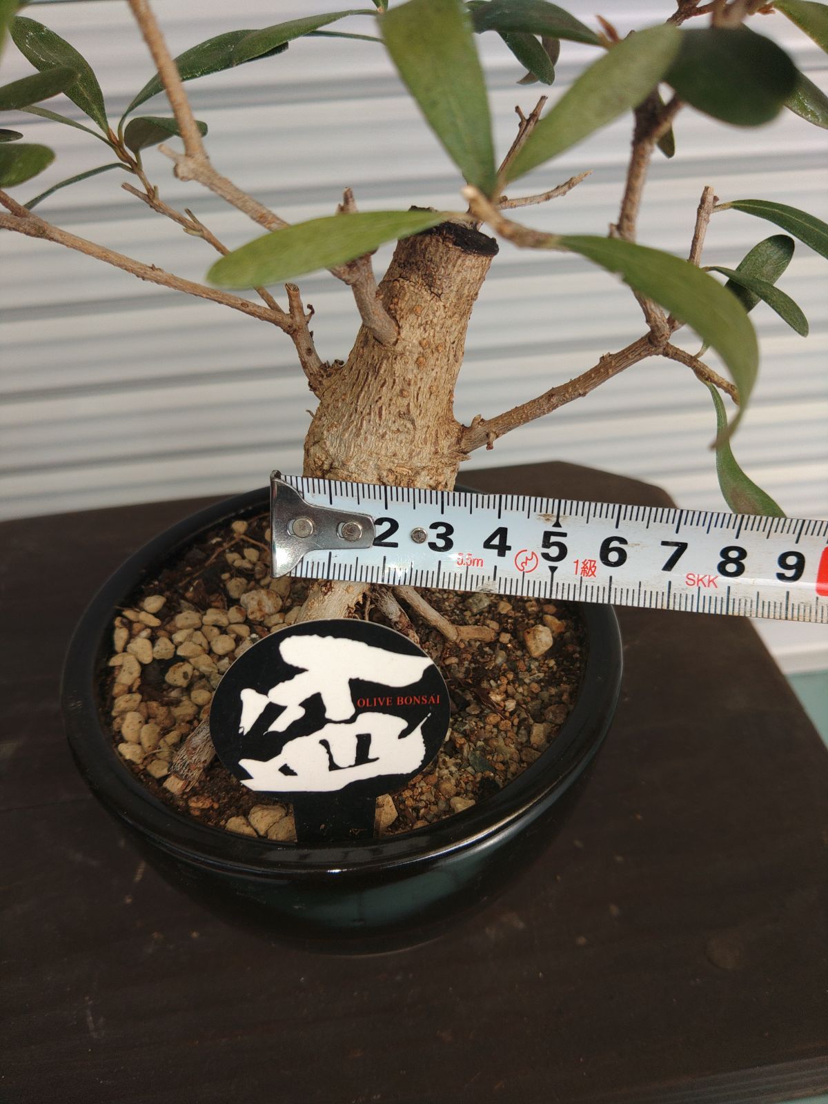 オリーブ古木 盆栽仕立て - メルカリ