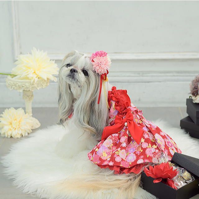 【新品】CanNana キャンナナ　犬服　ドッグウェア　ワンピース 楽天市場】新作 ドッグウェア 犬服 着物風 秋冬【きゃんナナ】花柄和