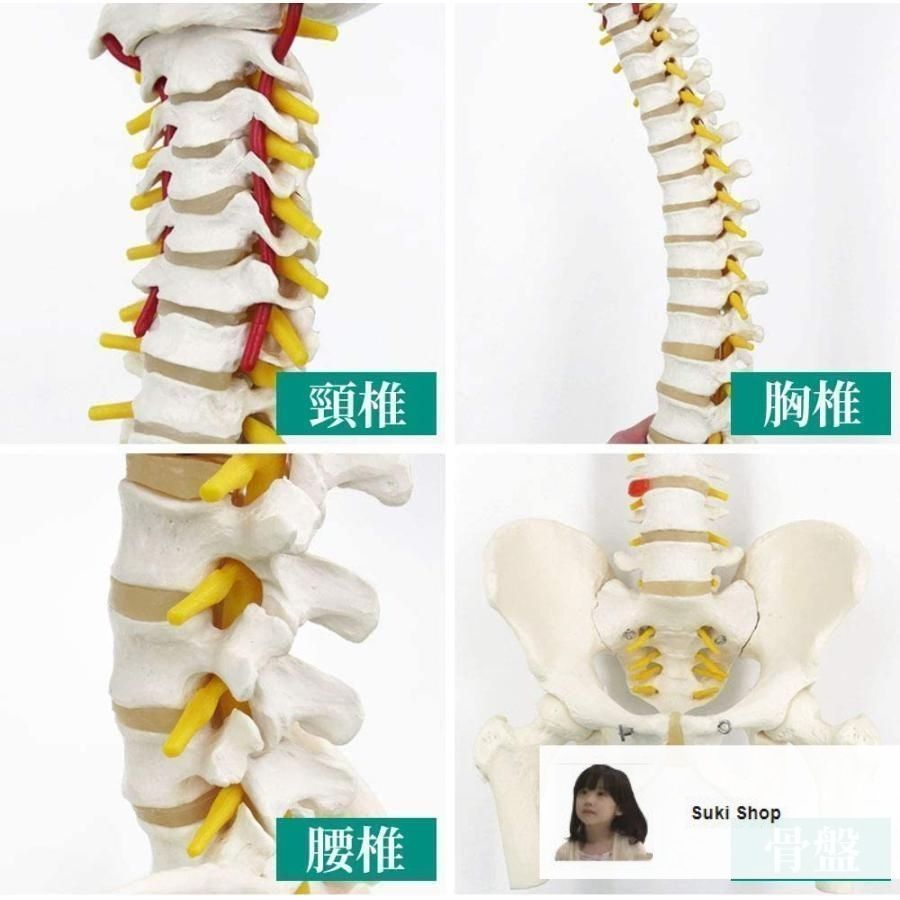 脊柱模型90cm 骨格標本 スタンド付き 人体模型 カイロ 整体 整骨院
