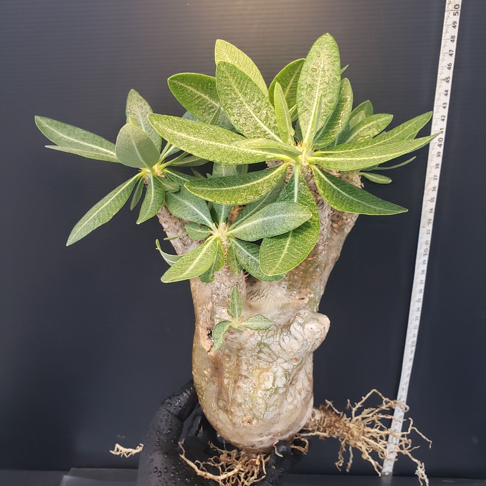 塊根植物 エニグマティクム （検索　エニグマチカム グラキリス 現地株 Amazon.co.jp: 塊根植物 パキポディウム エニグマティクム