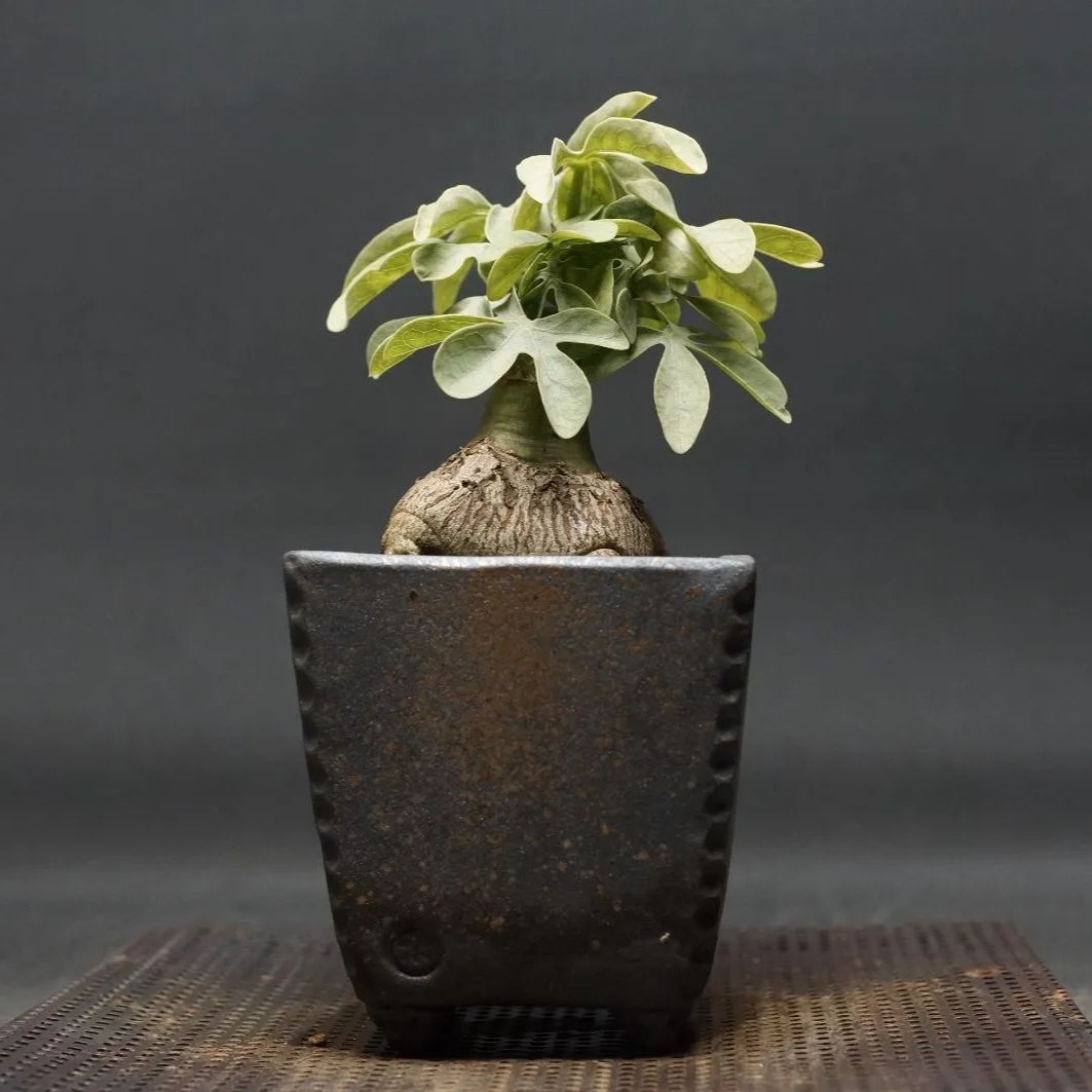 特大株】Pachypodium inopinatum パキポディウム イノピナツム 現地球