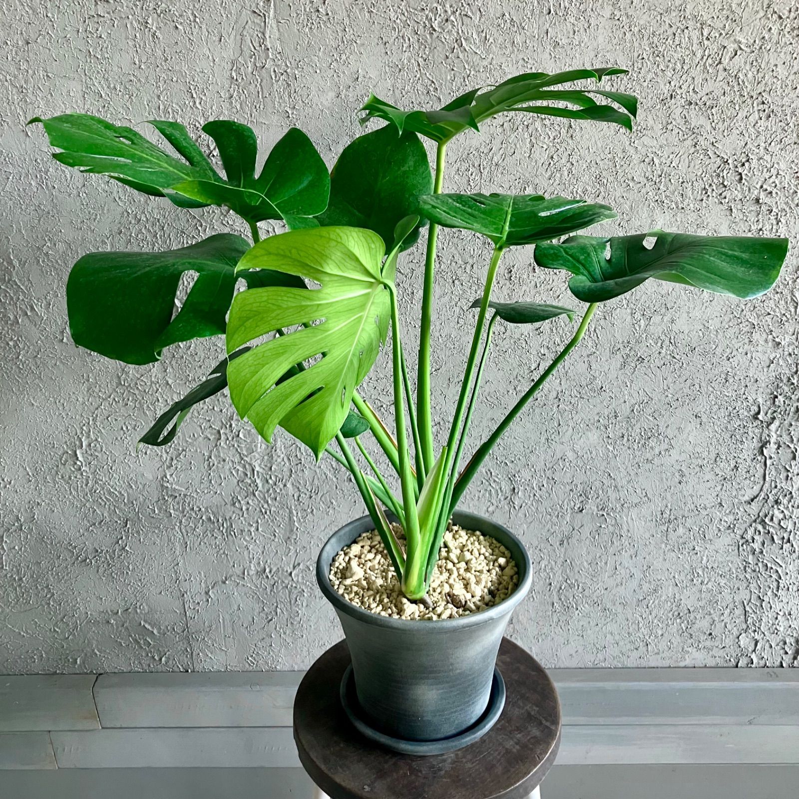 大型 美形 根上がり モンステラ デリシオーサ テラコッタ鉢植え 受け皿